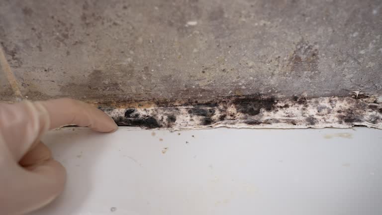 Professional Mold Removal in Huron, CA
